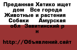 Преданная Хатико ищет дом - Все города Животные и растения » Собаки   . Амурская обл.,Завитинский р-н